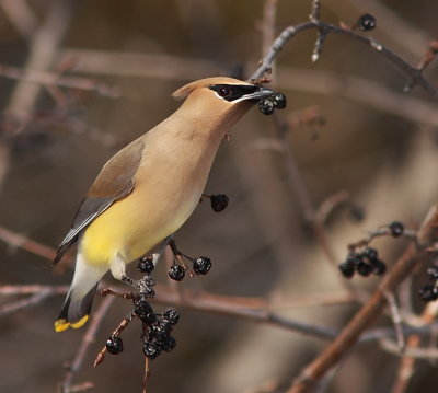 Jaseur d`Amérique - Cedar Waxwing