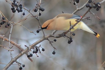 Jaseur d`Amérique - Cedar Waxwing