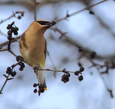 Jaseur d`Amérique - Cedar Waxwing