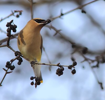 Jaseur d`Amrique -  Cedar Waxwing