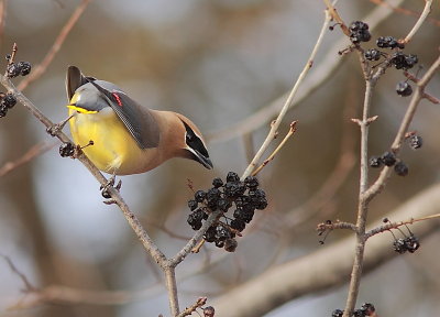 Jaseur d`Amérique - Cedar Waxwing