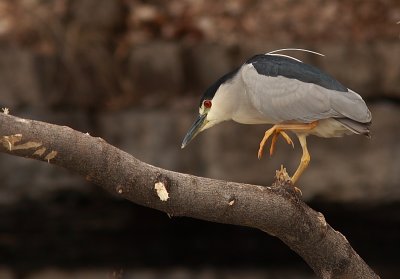 Bihoreau Gris - Black-crowned Night-Heron