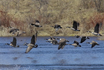 Bernaches du Canada - Canada Goose