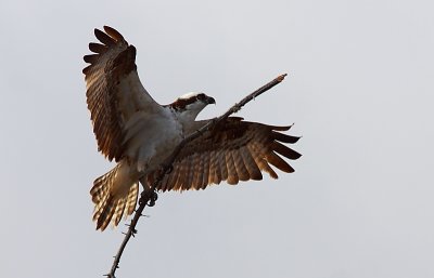 Balbuzard Pecheur - Osprey