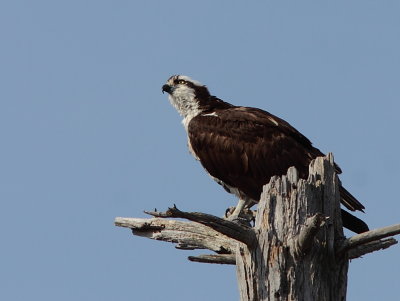 Balbuzard Pecheur - Osprey