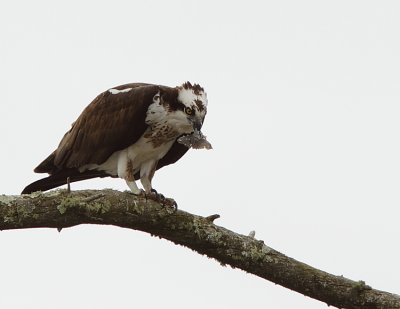 Balbuzard Pecheur - Osprey