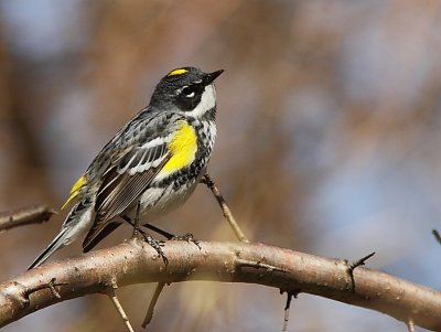 Paruline a Croupion Jaune - Yellow-rumped Warbler