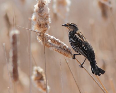 Carouge a épaulettes - Red Winged Blackbird