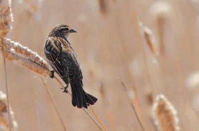 Carouge a épaulettes - Red-winged Blackbird