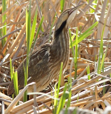 Butor d`Amérique - American Bittern