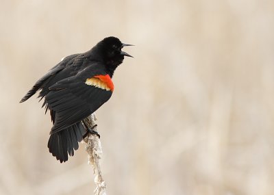 Carouge a épaulettes - Red-winged Blackbird