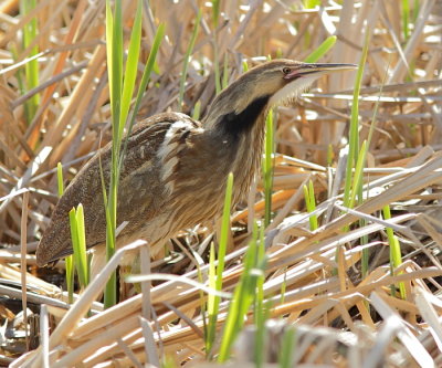 Butor d`Amérique - American Bittern