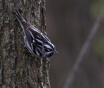 Paruline noir et blanc - Black and white Warbler