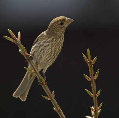 Roselin Familier - House Finch