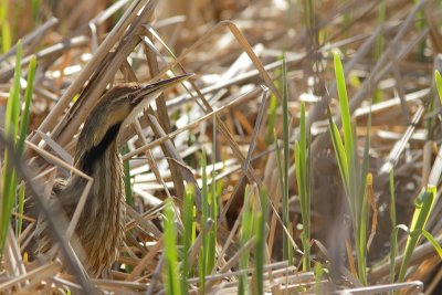 Butor d`Amérique - American Bittern