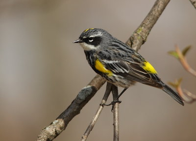 Paruline a croupion jaune- Yellow-rumped Warbler 