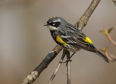 Paruline a croupion jaune- Yellow-rumped Warbler