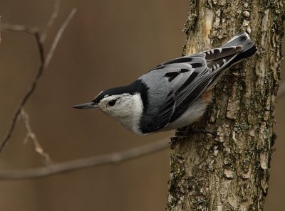 Sitelle a poitrine blanche - White-breasted Nuthatch