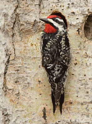 Pic Macul - Yellow -bellied Sapsucker 