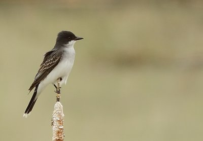 Tyran Tritri - Eastern Kingbird 