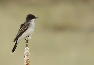 Tyran Tritri - Eastern Kingbird