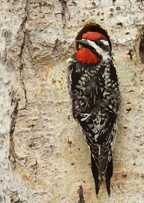 Pic Macul - Yellow-bellied Sapsucker 