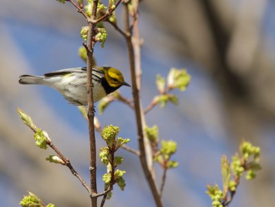 Paruline a gorge noire - Black-throated green Warbler 