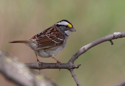 Bruant a gorge blanche - White-throated Sparrow  
