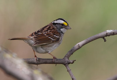 Bruant a gorge blanche - White-throated Sparrow