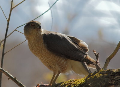 pervier de Cooper - Cooper`s Hawk 