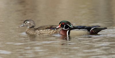 Branchus - Wood duck