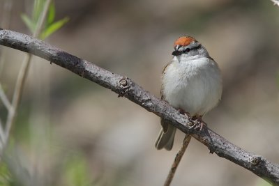 Bruant Familier - Chiping Sparrow