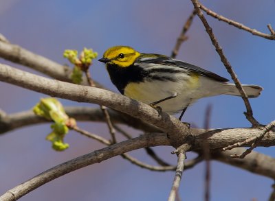 Paruline a gorge noire - Black-throated green Warbler