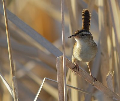 Troglodyte des Marais - Marsh Wren