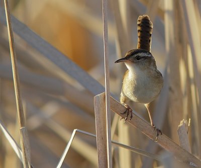 Troglodyte des Marais - Marsh Wren 