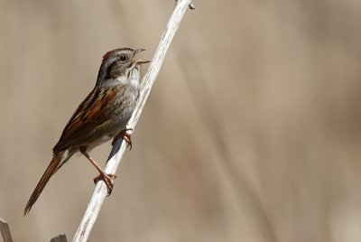 Bruant des Marais - Swamp Sparrow 