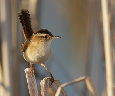 Troglodyte des Marais - Marsh Wren 