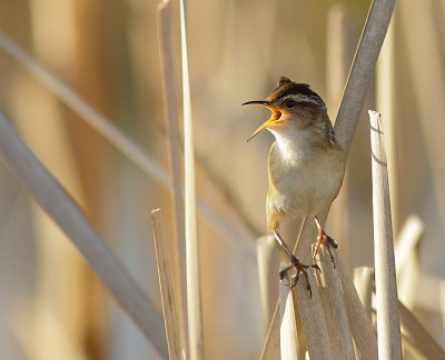 Troglodyte des Marais - Marsh Wren 