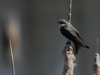 Hirondelle Bicolore - Tree Swallow