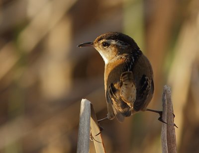 Troglodyte des Marais - Marsh Wren