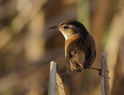 Troglodyte des Marais - Marsh Wren  