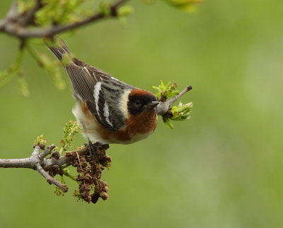 Paruline a poitrine baie - Bay-breasted Warbler