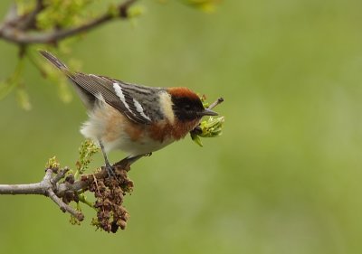 Paruline a poitrine baie - Bay-breasted Warbler