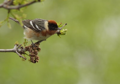 Paruline a poitrine baie - Bay-breasted Warbler 