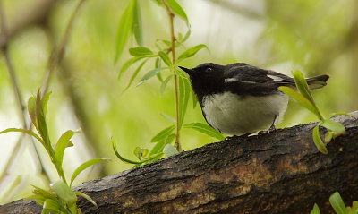 Paruline Bleue - Black-throated Blue Warbler