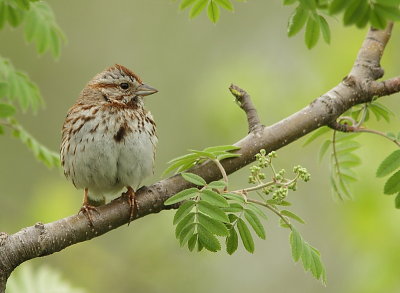 Bruant Chanteur - Singing Sparrow 