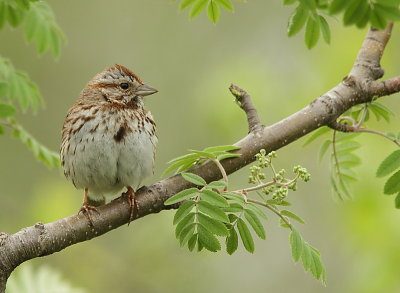 Bruant Chanteur - Singing Sparrow