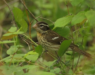 Cardinal a poitrine rose - Rose-breasted Grosbeak