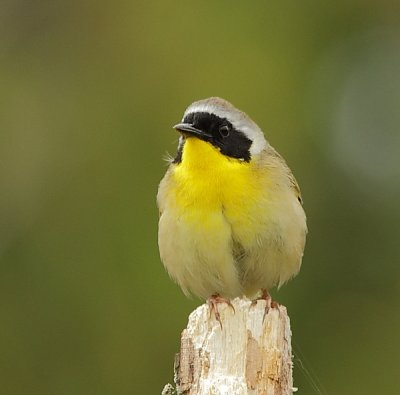 Paruline Masque - Common Yellowthroat 