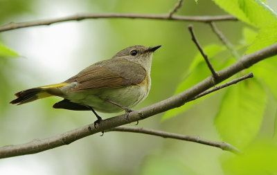 Paruline Flamboyante - American Redstart 